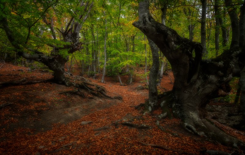 Краски осени фото превью