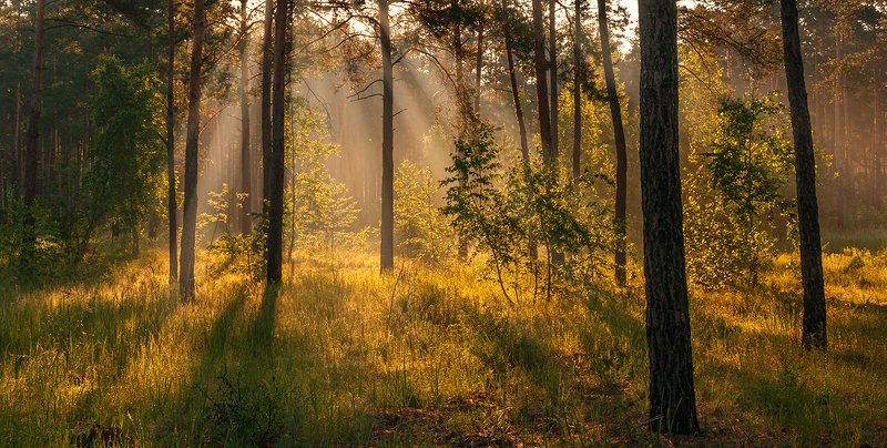 солнечное утро фото превью