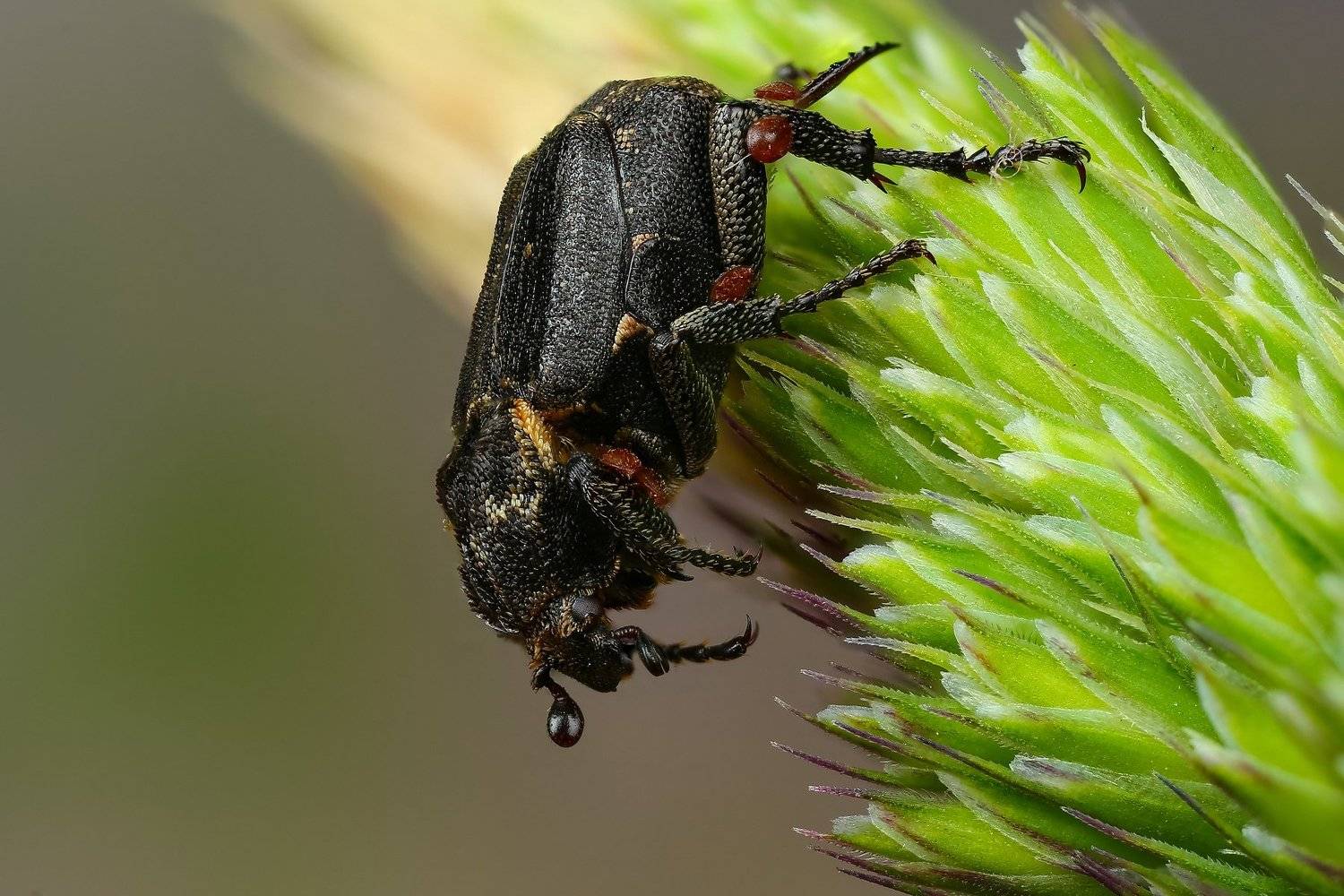 макро,природа,насекомое,животное,жук,цвет,растение,зеленый,черный, Андрей Шаповалов