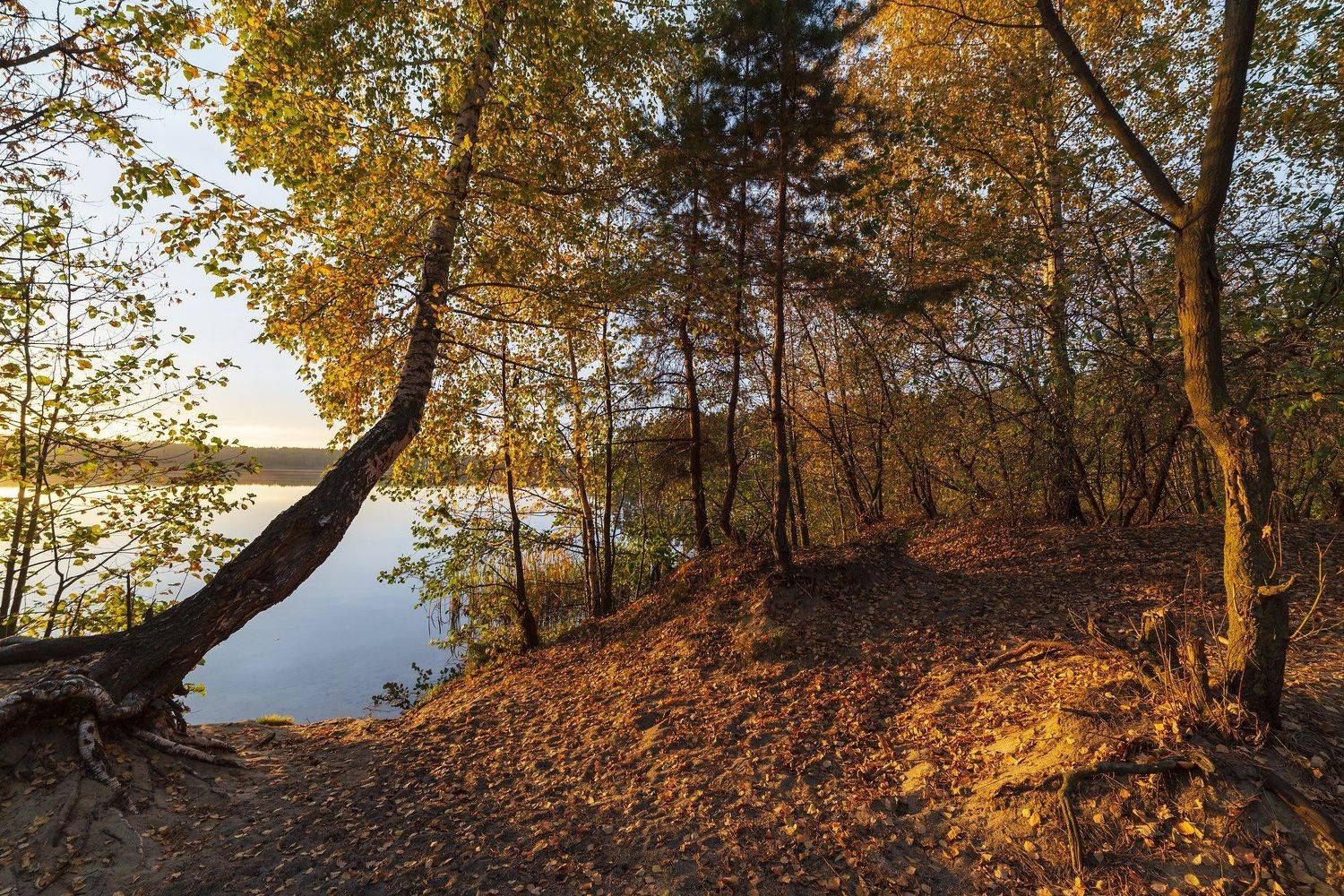, Дмитрий Новоселов