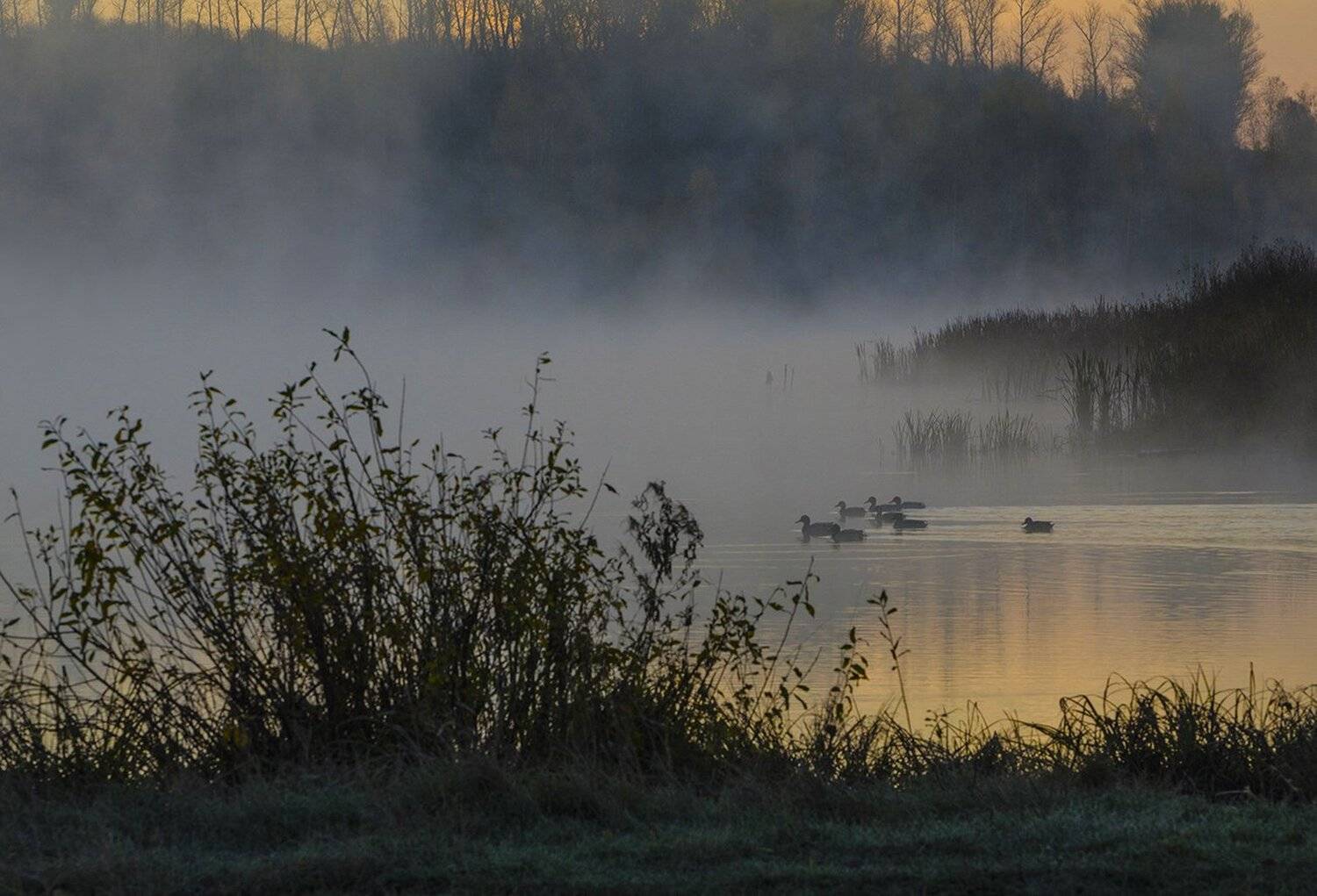 утро, пруд, утки, архангельское, Михаил Агеев