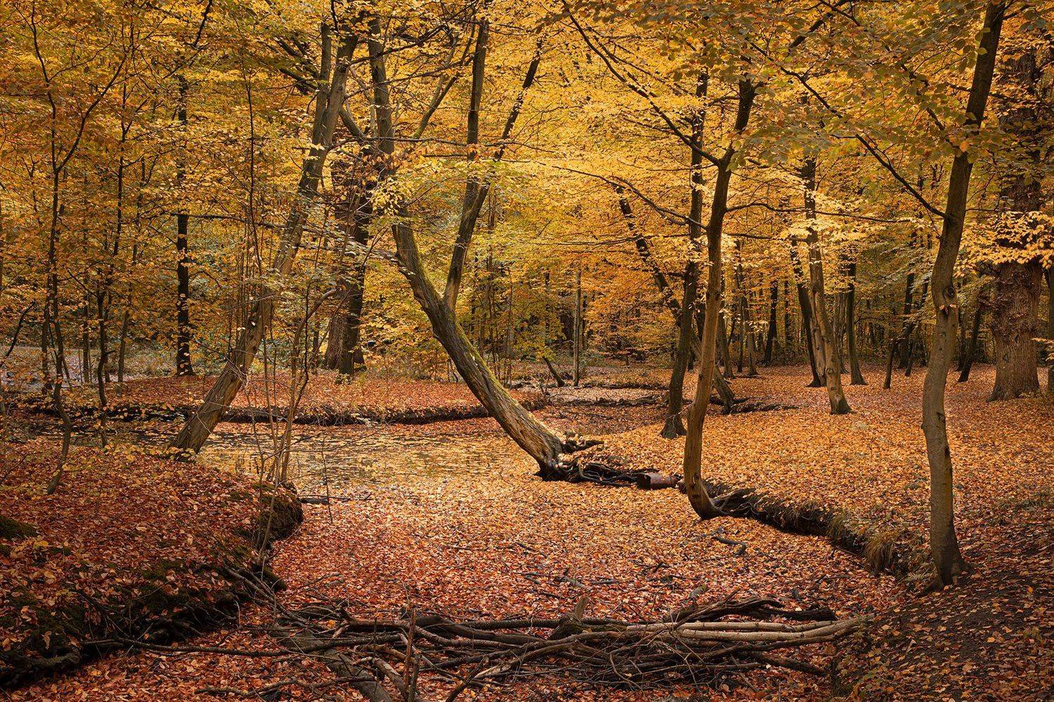 , Игорь Дубровский