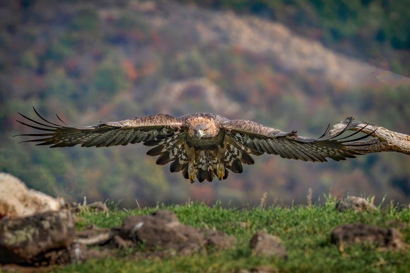 Golden eagle (Aquila chrysaetos) - Madjarovo Bulgaria.... фото превью