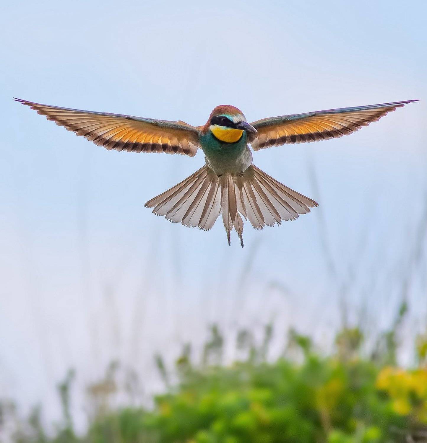, Стефан Дянков