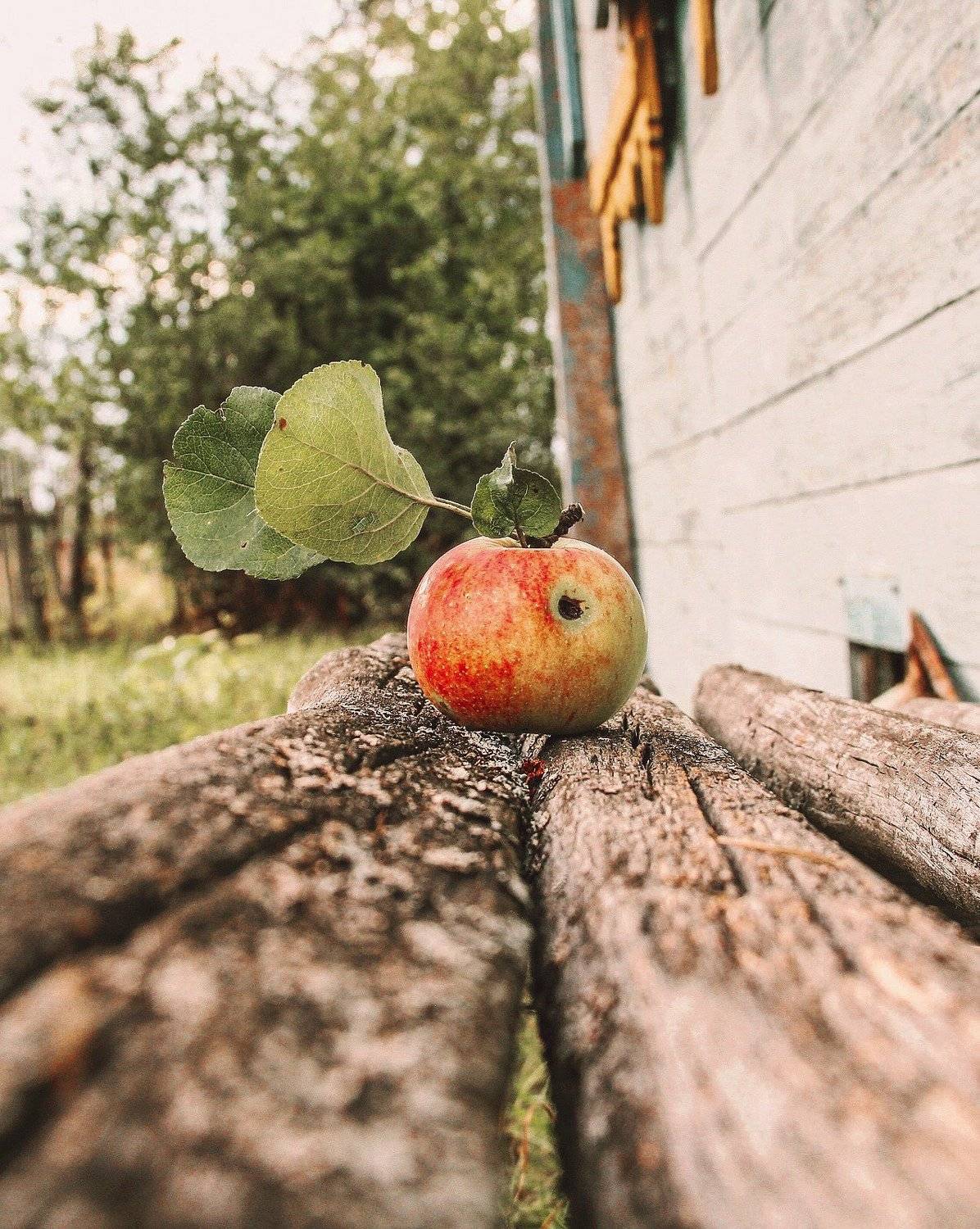 фотографалинция, Алинция Савельева