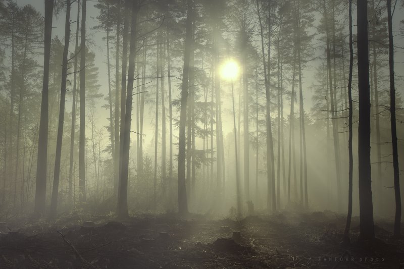 туман,моравское нагорье,моравa,zanfoar,никон d750,czech republic,чехия Красота утреннего тумана фото превью