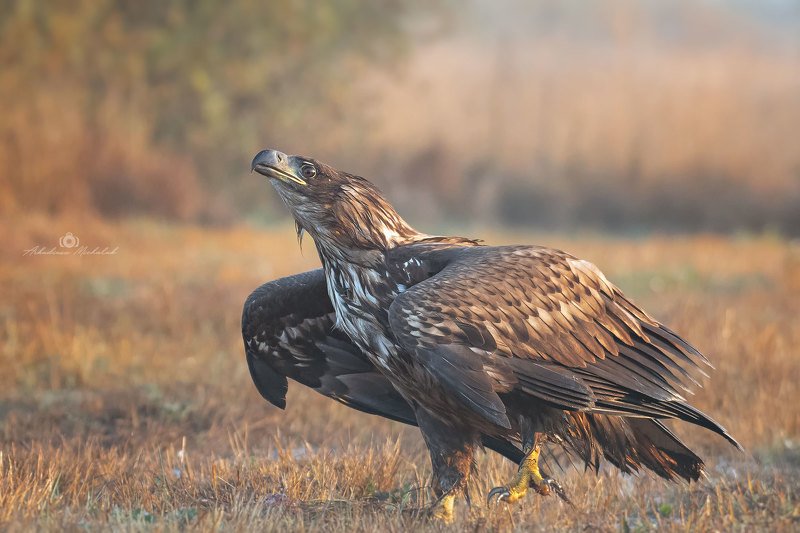 Bielik (Haliaeetus albicilla) фото превью
