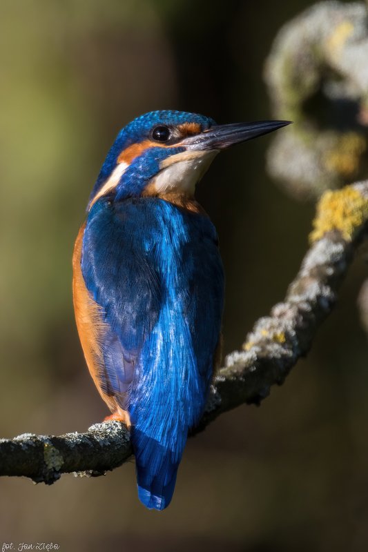 Common kingfisher фото превью