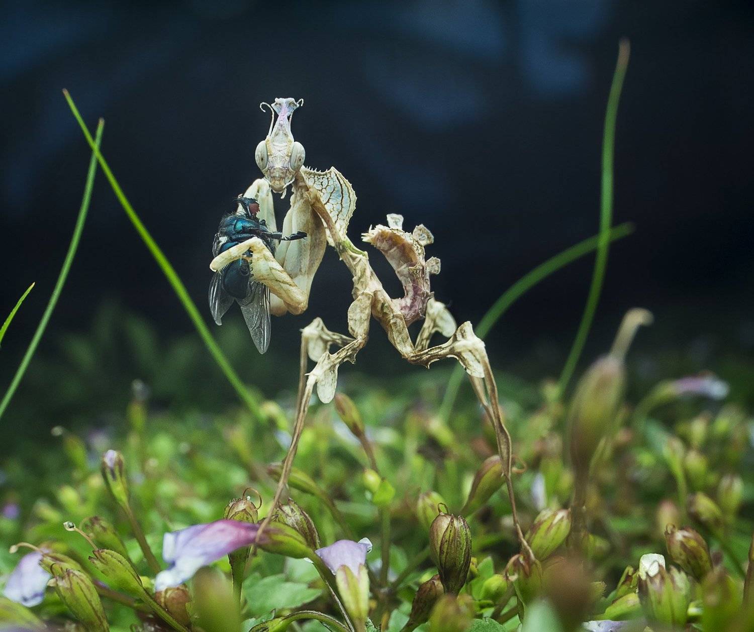 #macro#mantis#colors, Choo How Lim