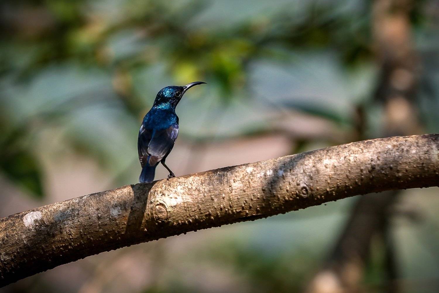 bird, nature, sunbird, colours, wild, canon, india, kolhapur, jungle, Dhananjay Jadhav
