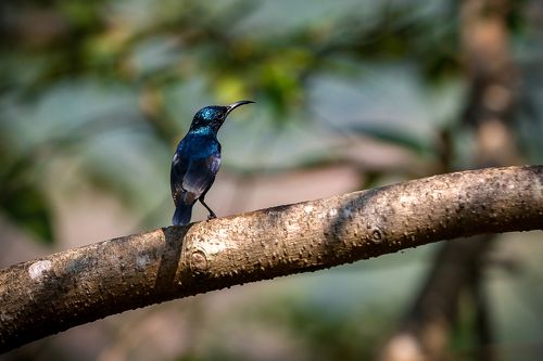 Purple Sunbird