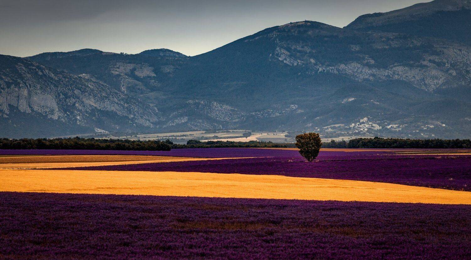 поле, лаванда, дерево, Александр Безмолитвенный
