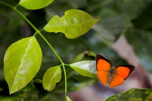 Common Indian Sunbeam