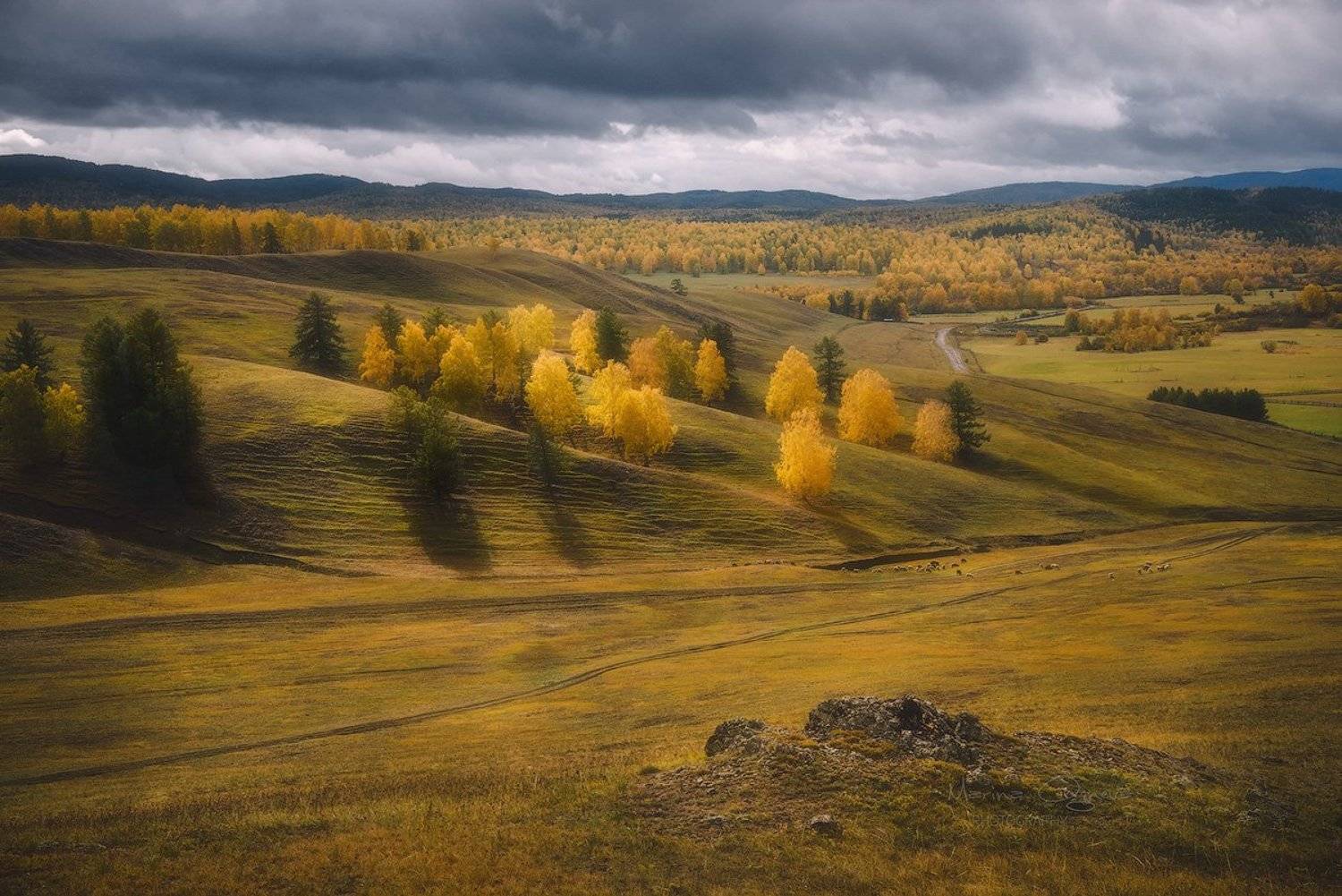 осень, березы, башкирия, башкортостан, Марина Огнева