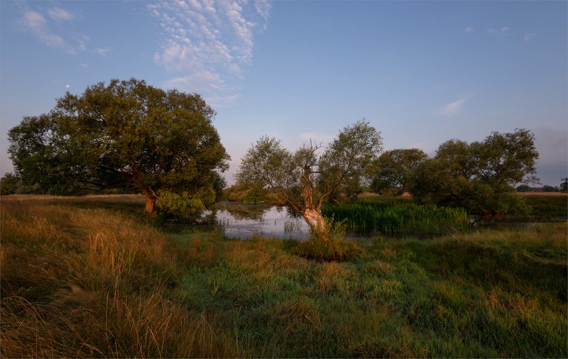 у старых верб... фото превью