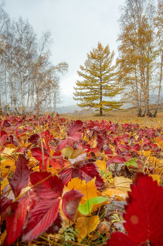 южный урал,оренбургская область, орск, новотроицк,башкирия, башкертостан Земляничный Ковёр! фото превью