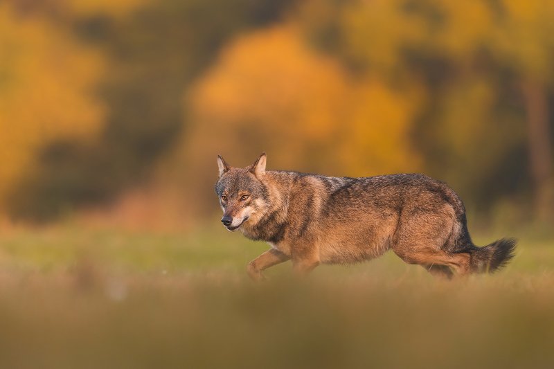 Wolf фото превью