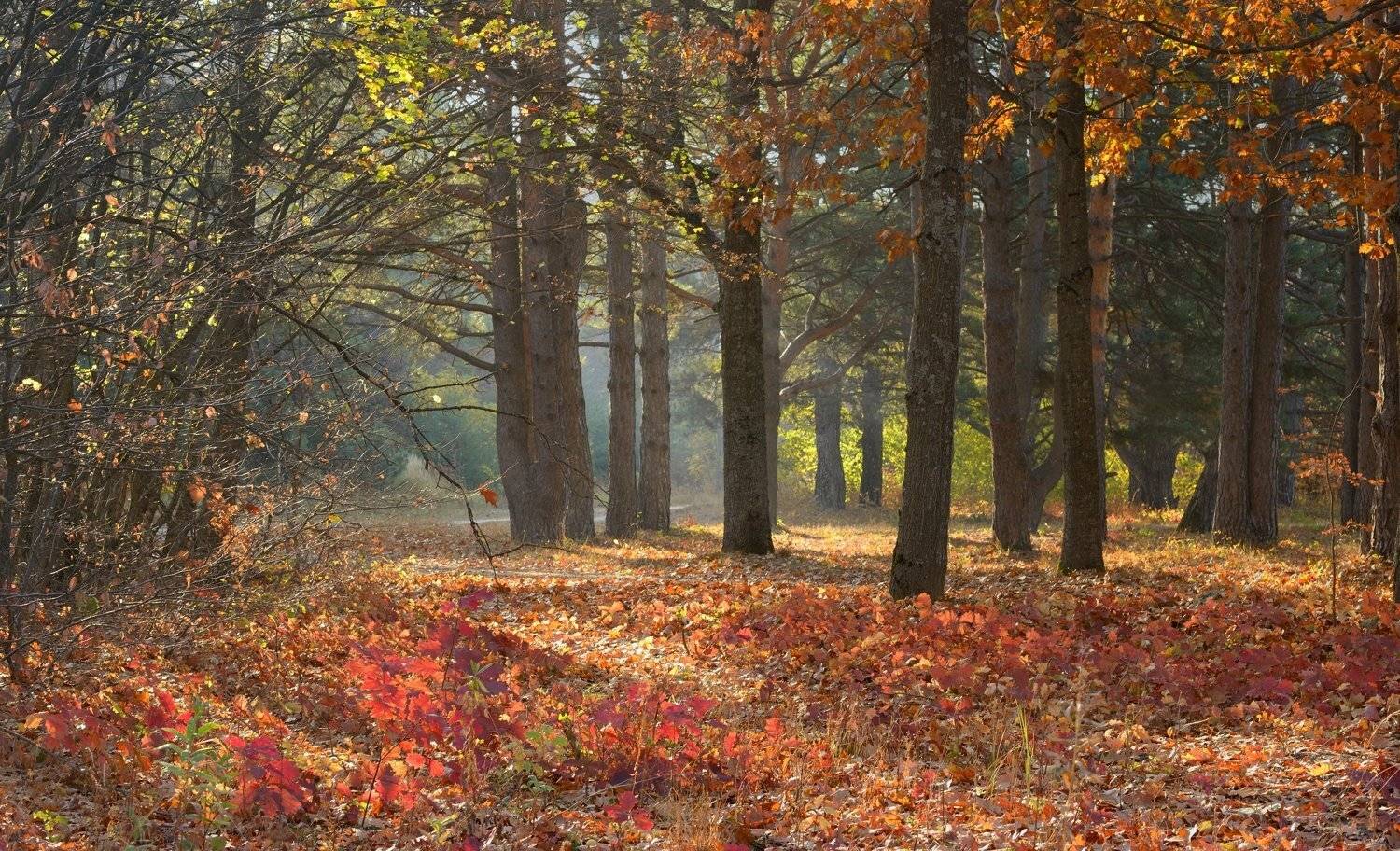 осень листва утро, Александр Жарников