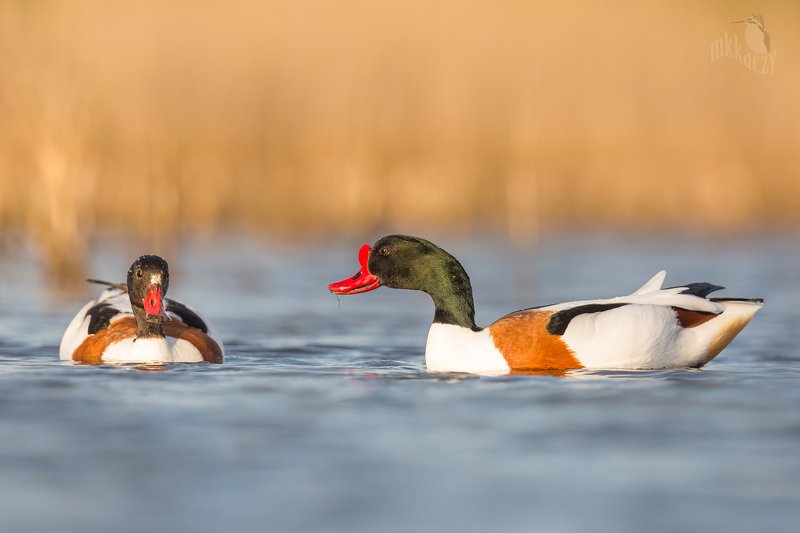 Shelduck display фото превью
