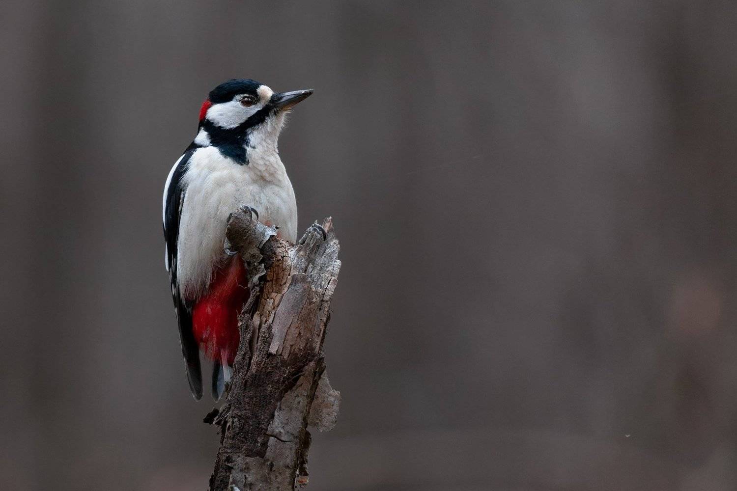 , Марат Кучкаев