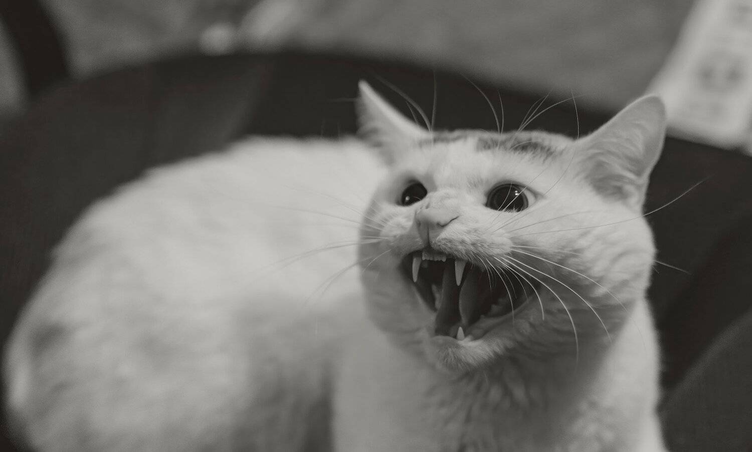 , Константин Дэм