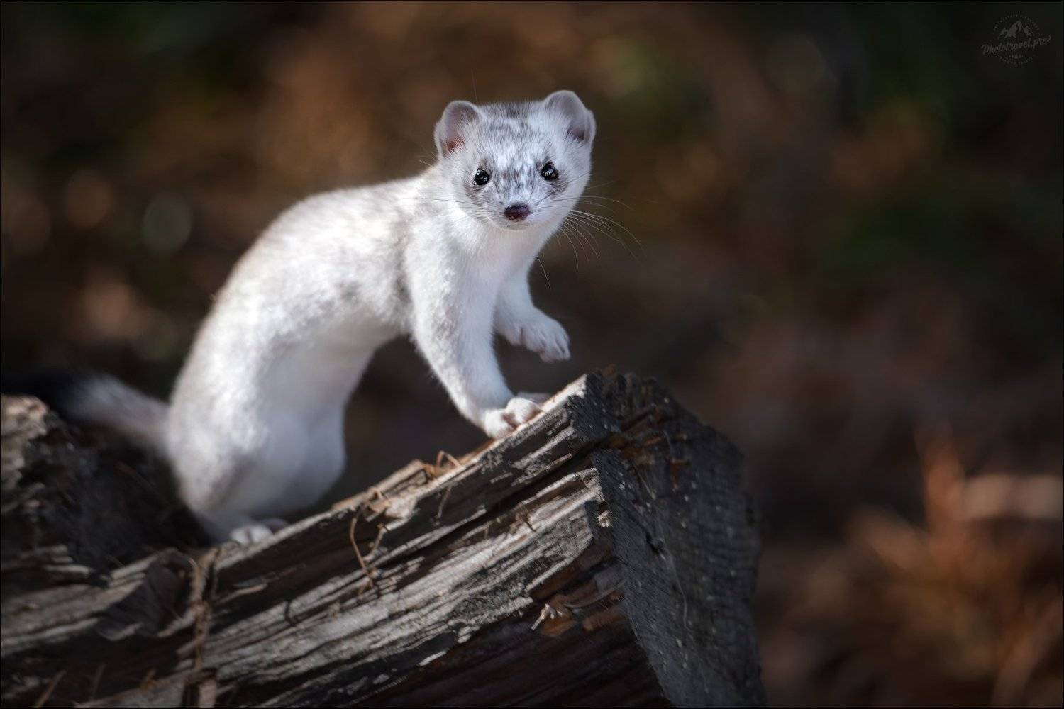 горностай, мультинские озера, река мульта, mustela erminea, ermine, горный алтай, катунский хребет, осень, tamron, Влад Соколовский