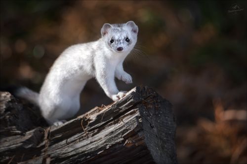 О несбывшейся мечте ..