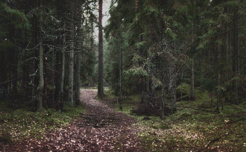 выборг, монрепо, паркмонрепо В Монрепо фото превью