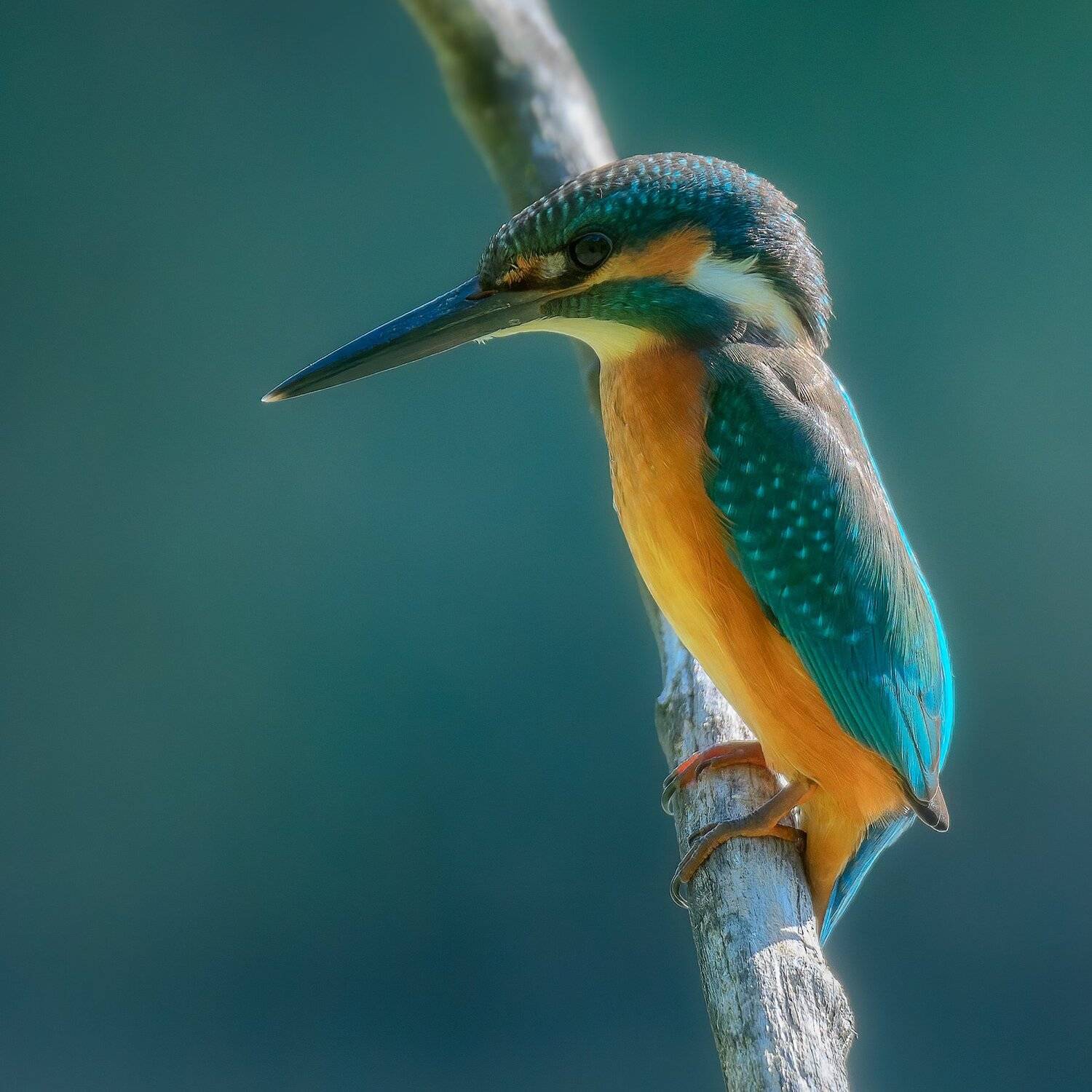 , Alexander Plekhanov