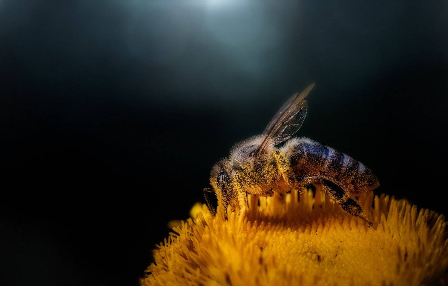 , Vladimir Karamazov