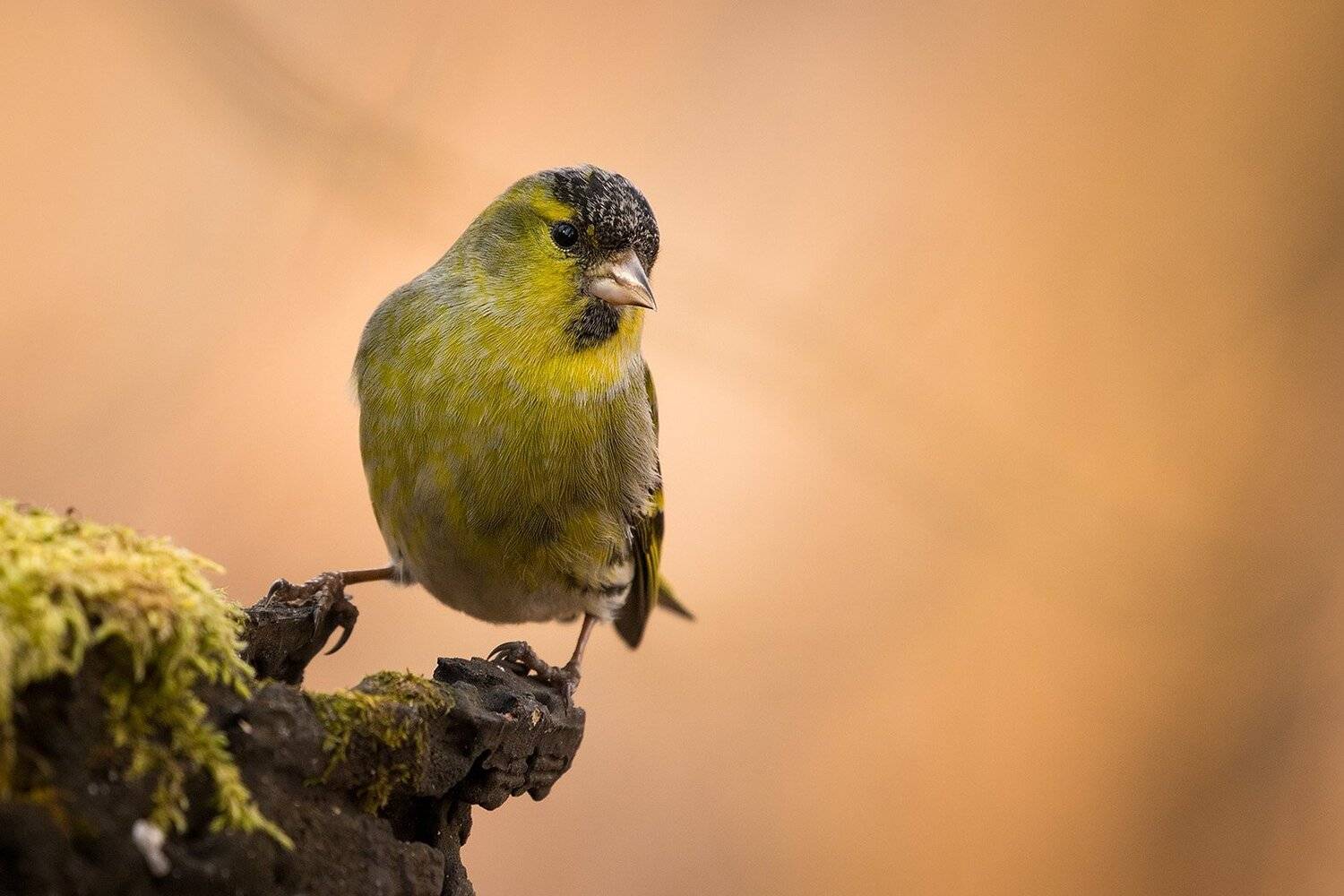 , Robert Adamec