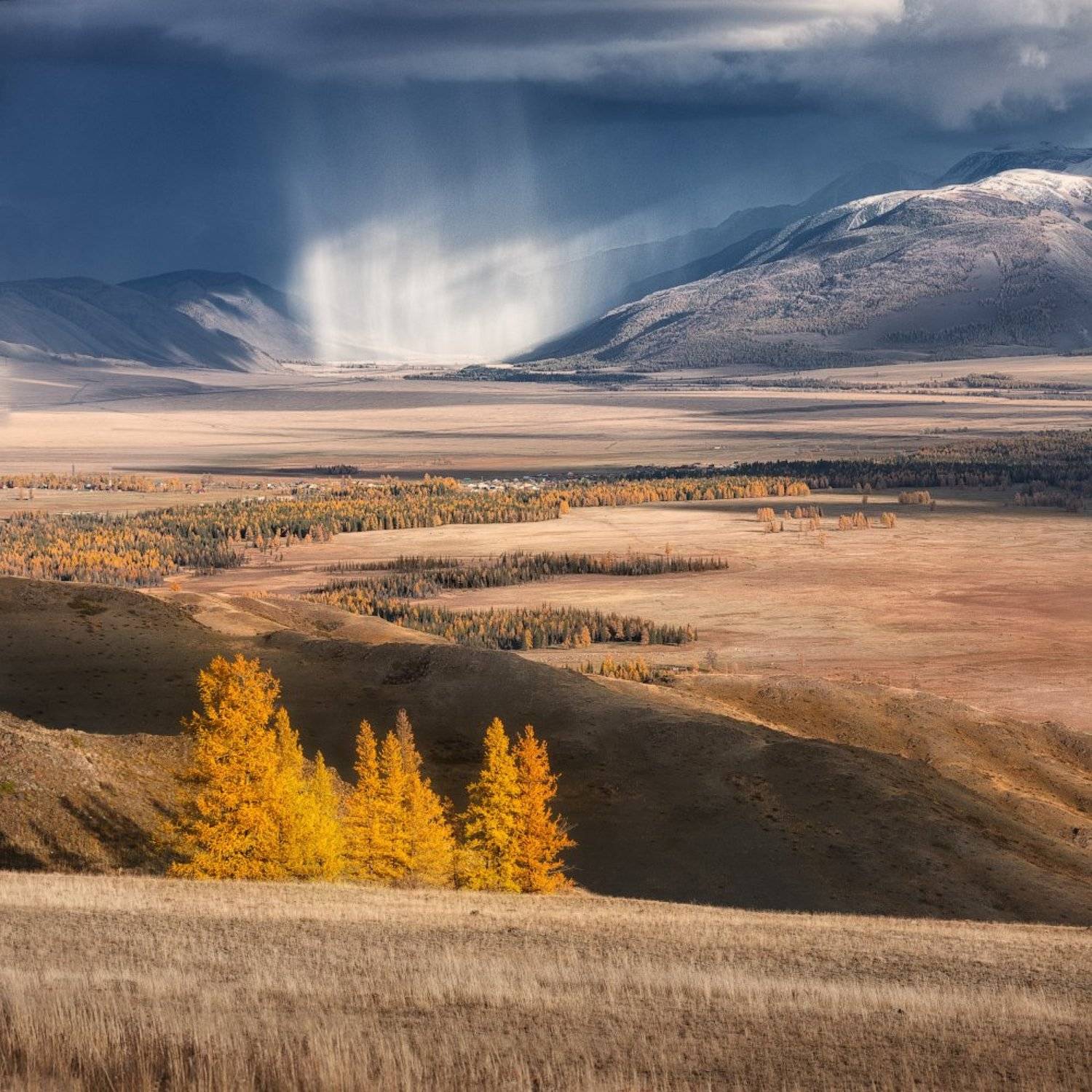 осень, курай, алтай, Дмитрий Медянцев