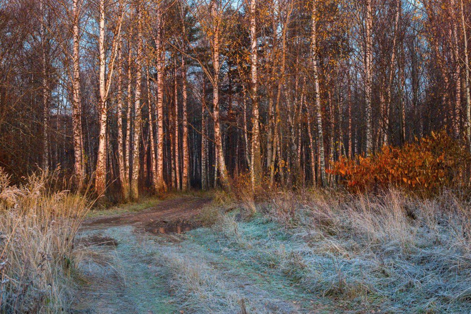 утро рассвет иней мороз лес осень, Дмитрий Алексеев