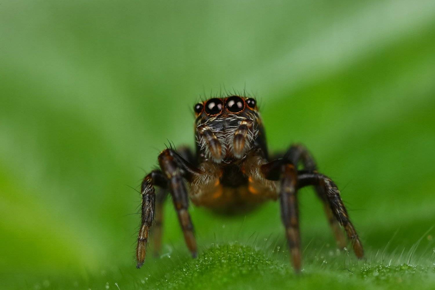 макро,природа,паук,цвет,коричневый,зеленый,черный,животное,растение, Андрей Шаповалов