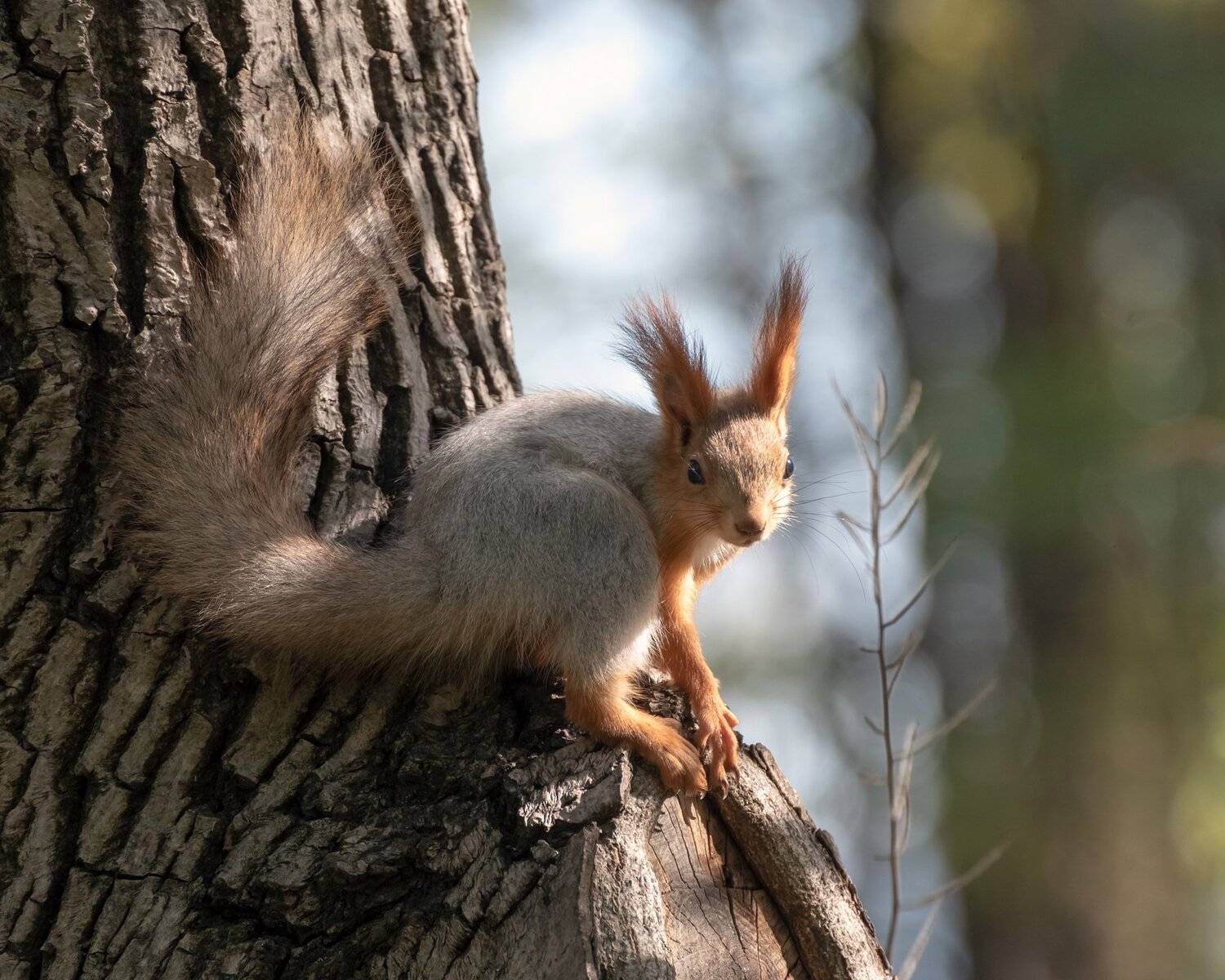 белка, sciurus, Алексей Рыльский