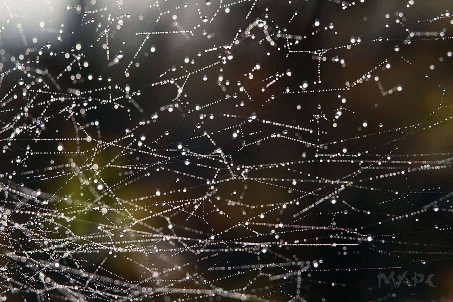 макро паутина роса утро туман, Шангареев Марс