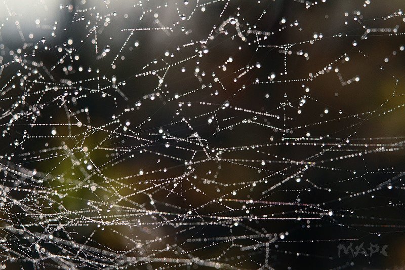 макро паутина роса утро туман копия созвездий фото превью
