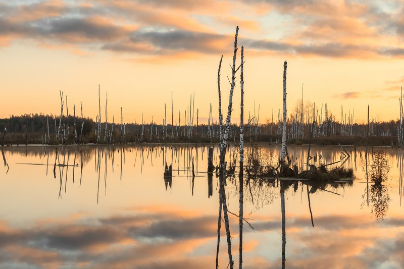 Утро на болоте фото превью