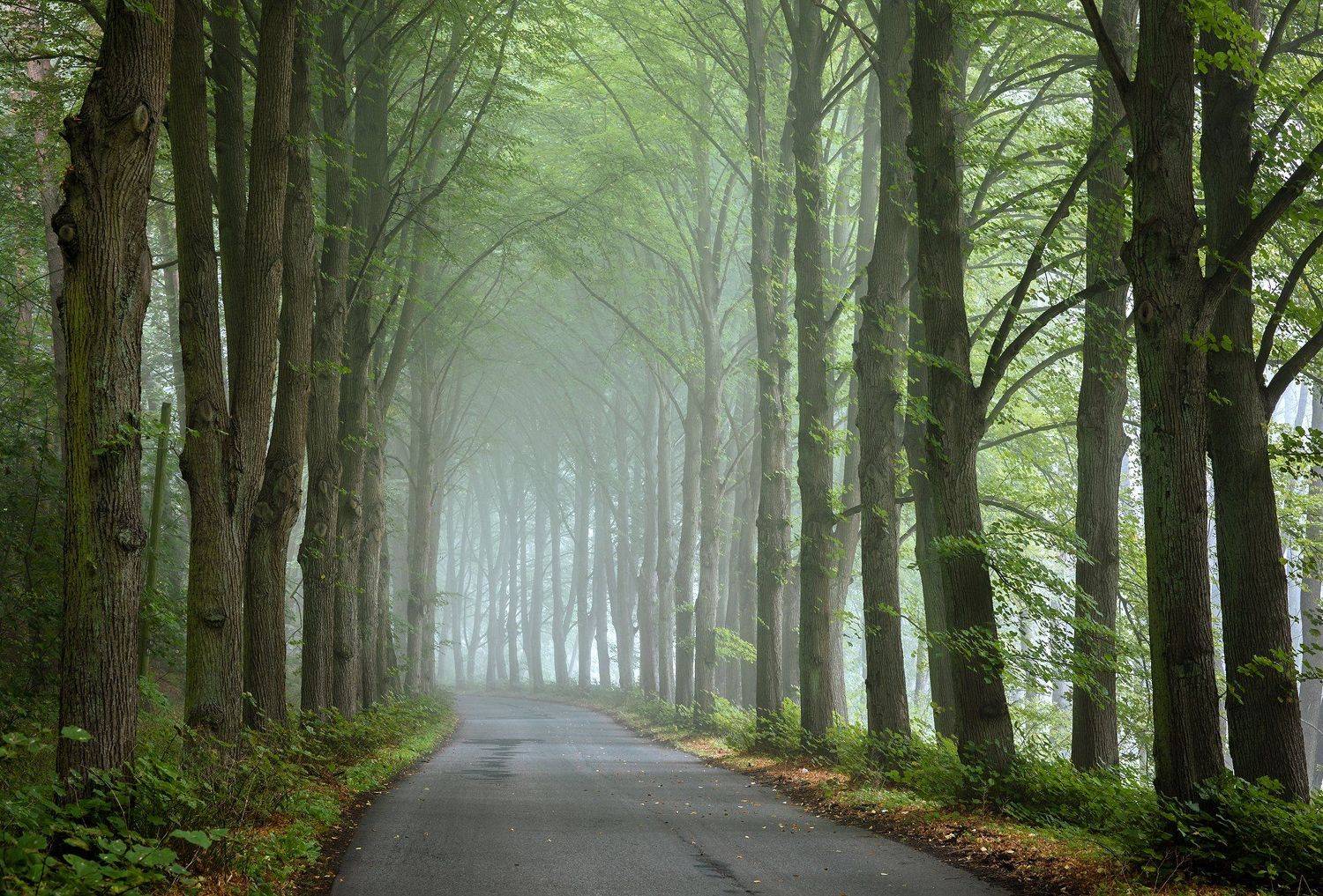 туннель деревьев tunnel road magic path trees mist foggy morning autumn fall дорога dranikowski poland tree park, Radoslaw Dranikowski