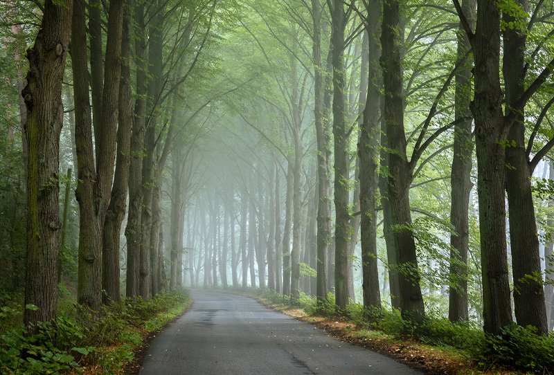 туннель деревьев tunnel road magic path trees mist foggy morning autumn fall дорога dranikowski poland tree park туннель деревьев фото превью