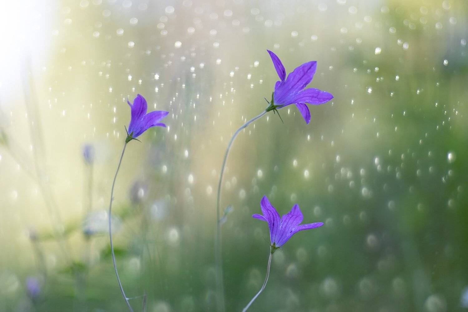 no people, flower, nature, day, close-up, petal, flower head, beauty in nature, blossom, purple, selective focus,, Игорь Копцев