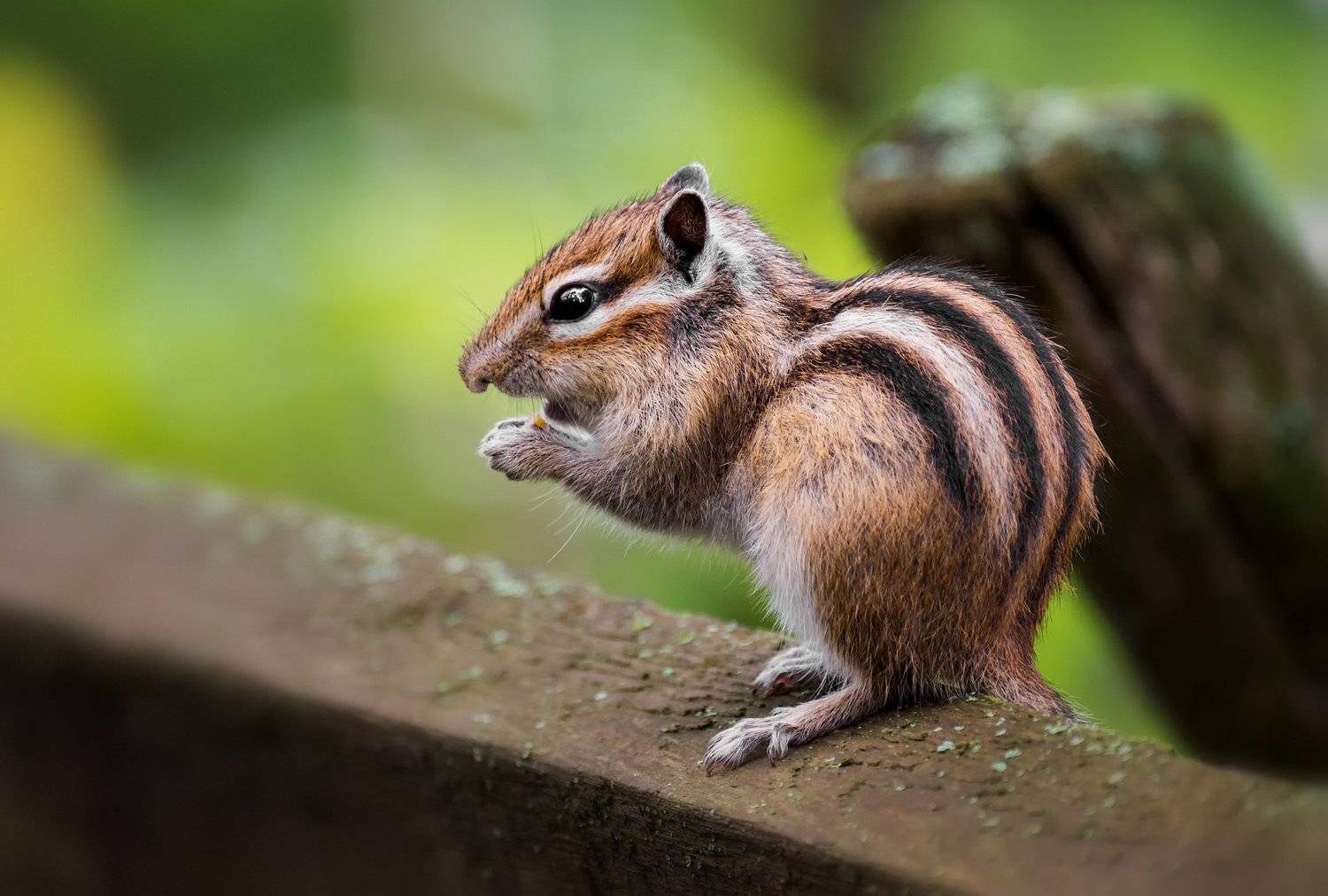 бурундук,, Марина Мочалова