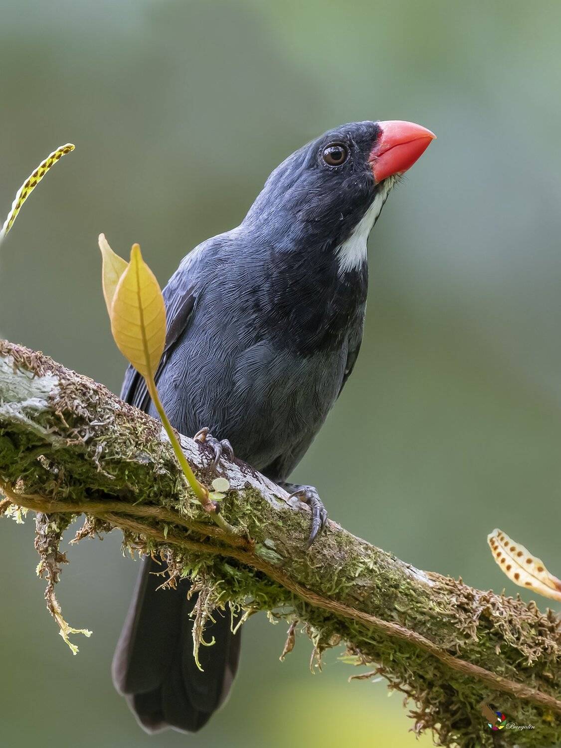 , Fernando Burgalin Sequeira