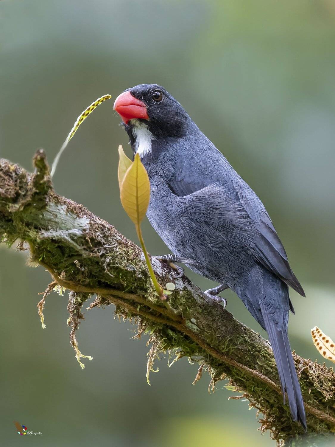 , Fernando Burgalin Sequeira