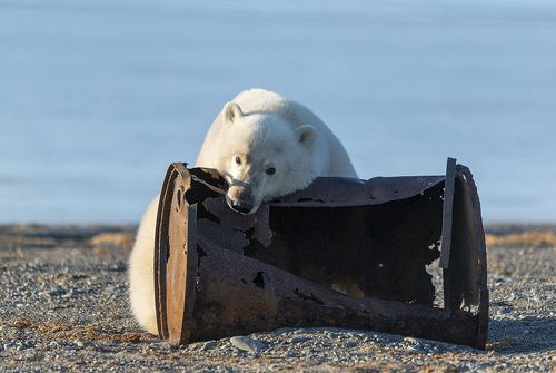 Медведь - бочкоед...