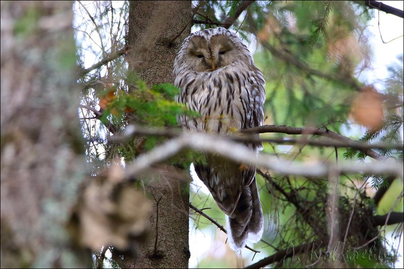 Длиннохвостая неясыть фото превью