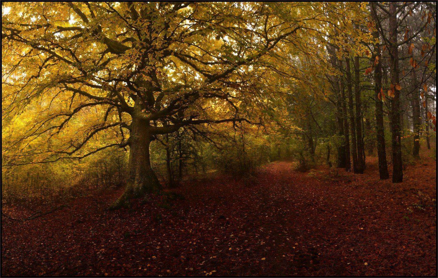 , Владимир Метцгер