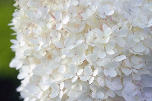 autumn garden landscape with white flowers