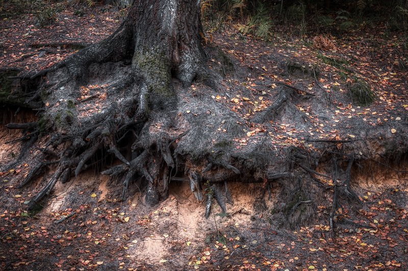 На опушке осени фото превью