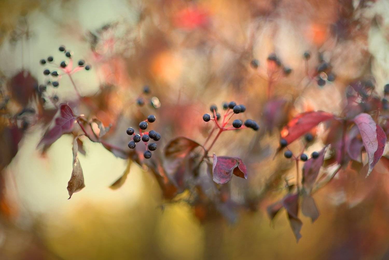 осень ягода листва, Александр Жарников